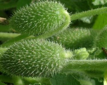 吃喷瓜,探寻夏日消暑新宠