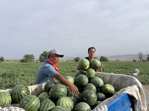 苏棍吃瓜瞬间,揭秘娱乐圈幕后真相