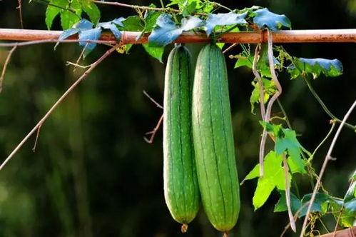 吃瓜压法,轻松解锁夏日消暑新技能