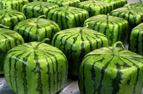 中国吃瓜现状,网络时代的全民娱乐与舆论风向标