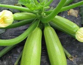 吃瓜不吃嫩瓜儿