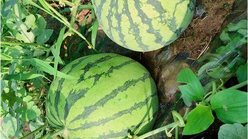 吃瓜网今日吃瓜入口,揭秘娱乐圈最新热点事件