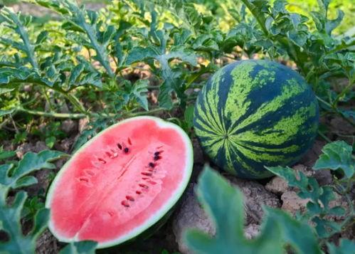 吃瓜网今日吃瓜入口,揭秘娱乐圈最新热点事件