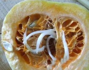 吃瓜肚子里长瓜怎么回事