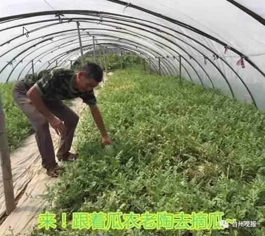 吃瓜打针,一场关于勇气与成长的蜕变之旅