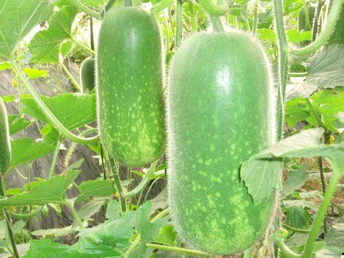 97774920 吃瓜,吃瓜群众的狂欢盛宴