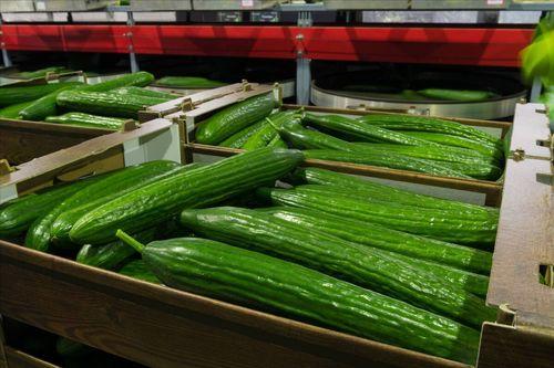 北方白皮瓜怎么吃,北方白皮瓜的多样食法探索