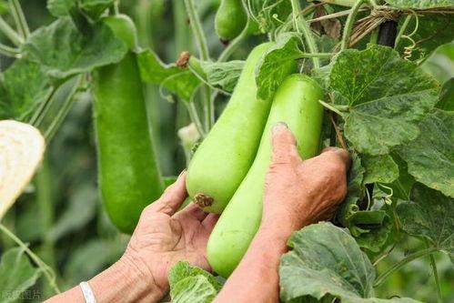 江苏吃秋瓜,尽享秋瓜盛宴