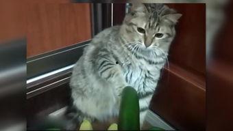 小猫打架吃瓜视频,小猫打架现场，网友化身吃瓜群众