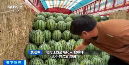 吃瓜自由自在,揭秘网络时代的娱乐狂欢