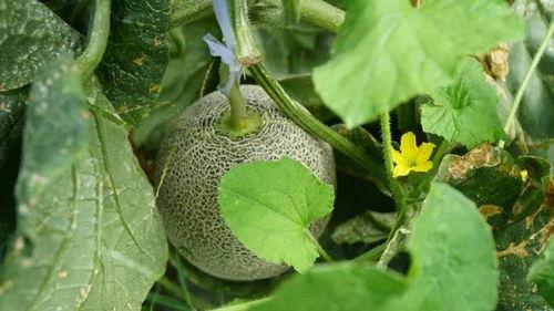 清哥带你吃瓜,畅游味蕾盛宴之旅