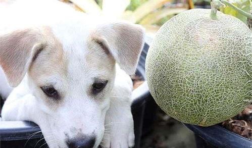 幼犬可以吃哈密瓜,哈密瓜的甜蜜诱惑