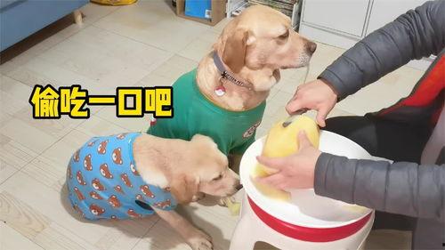 幼犬可以吃哈密瓜,哈密瓜的甜蜜诱惑