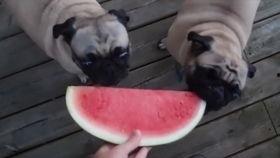 幼犬可以吃哈密瓜,哈密瓜的甜蜜诱惑
